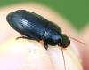 Harpalus tardus